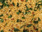 Prakruthi Maramaralu Dry Mixture